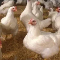 مرغ فروشی|استخدام خدمات فروشگاه و رستوران|کرمانشاه, |دیوار