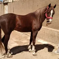 نریون  خالص ایرانی