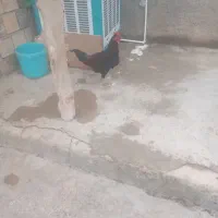 خروس|حیوانات مزرعه|کوهدشت, |دیوار