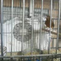 قناری سوخته سرخ نر|پرنده|کرمان, |دیوار