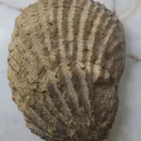 فسیل چند ملیون ساله