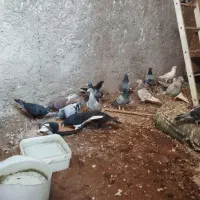 بیست تا نر پلاکی