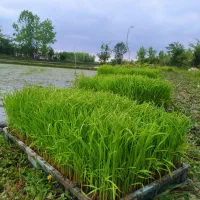 جو اصلاح شده هاشمی  درجه یک