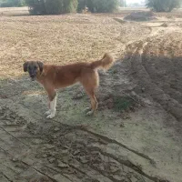 واگذاری زرد رنگ