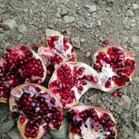 انار رباب|خوردنی و آشامیدنی|بختگان, |دیوار