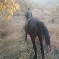 اسب نریون ترکی