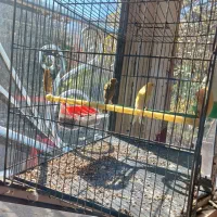 یه جفت قناری نرو ماده بفروش میرسد|پرنده|سراب, |دیوار