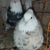 مجسمه طوقی  مجسمه|مجسمه، تندیس، ماکت|زاهدان, |دیوار