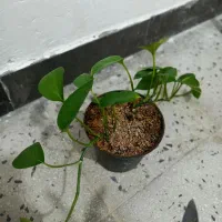 گل طبیعی|گل و گیاه طبیعی|اندیمشک, |دیوار