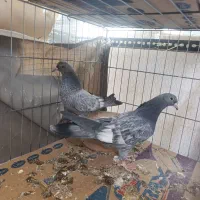 کبوتر|پرنده|قم, انصار‌الحسین|دیوار