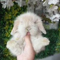 خرگوش مینی لوپ توپولی عروسک|موش و خرگوش|کرج, کرج نو|دیوار