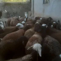 شیشک ومیش ابستن وزاییده|حیوانات مزرعه|ملایر, |دیوار