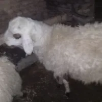 بره قوچی سفید|حیوانات مزرعه|قلندر آباد, |دیوار