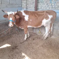 گاو ابستن|حیوانات مزرعه|گنبد کاووس, |دیوار