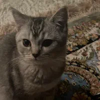 گربه بریتیش سیلور|گربه|اراک, |دیوار