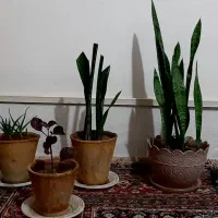 گل سانسوریا برگ بیدی پتوس