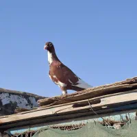 دورگ|پرنده|بندر ماهشهر, |دیوار