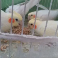 گل گیاه عروس