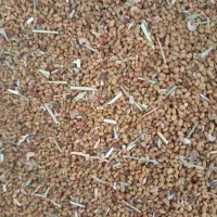 بذریونجه‌کیلوی