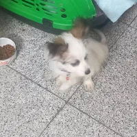 سگ رایگان.وا.گذار