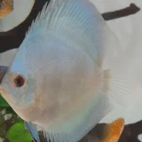 ماهی دیسکس ۲ عدد|ماهی|تهران, مهرآباد جنوبی|دیوار