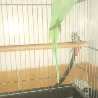 طوطی ملنگو نر