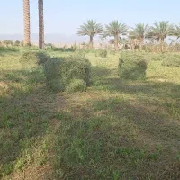 6عدد قالب بیده