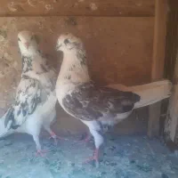 یه سرور یه دوکت