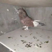 کفتر کبوتر|پرنده|فردیس, شهرک ۱۱۰|دیوار