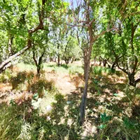 عاشقای طبیعت باغچه ویلا کردان زعفرانیه تهراندشت