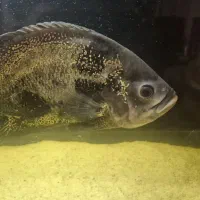 ماهی اسکار|ماهی|تهران, شهران جنوبی|دیوار