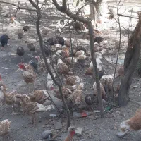 تخم و جوجه بوقلمون|حیوانات مزرعه|مشهد, امیریه|دیوار