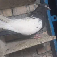 ماده سینه سیاه