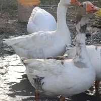 غازهای نر بزرگ