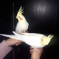 ۲ عدد عروس هلندی جفت لوتینو مولد