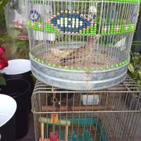 سهره خاکی|پرنده|رشت, شهرک صبا|دیوار