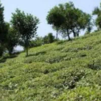 فروش-فوری-زمین-روستای-بازنشین-رحیم-اباد