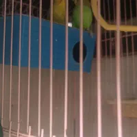 مرغ عشق هلندی