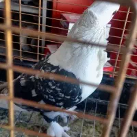 کفتر زینتی و بدون غلط|پرنده|خاوران, |دیوار