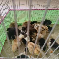 جوجه گلین اصل