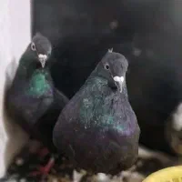 کبوتر اشعل دم سفید درجه یک