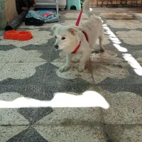 اشپیتز ماده|سگ|شیراز, شهرک کوشکک|دیوار