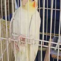 عروس هلندی با تمام تجهیزات.  فوری فوری