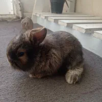 بچه خرگوش لوپ ملوس|موش و خرگوش|سبزوار, قدس|دیوار