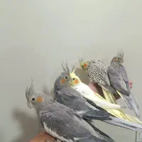 شیش عدد عروس هلندی مولد و جوجه|پرنده|ملایر, |دیوار