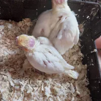 فروش|پرنده|تهران, خرمشهر|دیوار