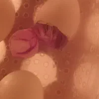 جوجه مرغ|حیوانات مزرعه|کهریزک, |دیوار