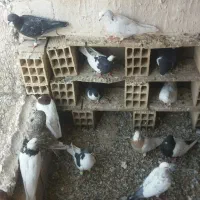 فروش فوری فوری