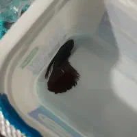 ماهی فایتر نر