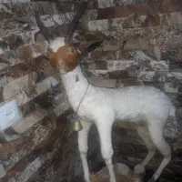 مجسمه بز کوهی طبیعی